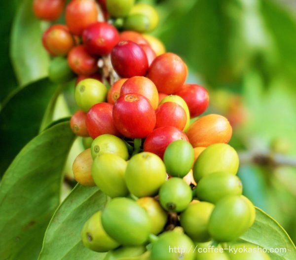 コーヒーの木 育てる 日本