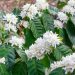 貴重なグァテマラ産コーヒーの花から採れるはちみつ！？